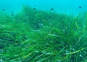 L’herbier de posidonie, plante à préserver pour éviter l’érosion du littoral