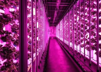 La CMA CGM investit dans la société Agricool, producteur de fruits en conteneur