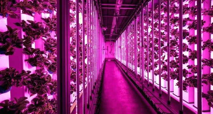 La CMA CGM investit dans la société Agricool, producteur de fruits en conteneur