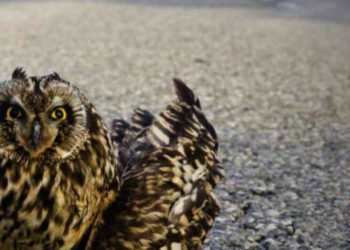 A Buoux, le combat menacé des soigneurs de la faune sauvage