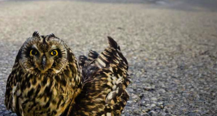 A Buoux, le combat menacé des soigneurs de la faune sauvage