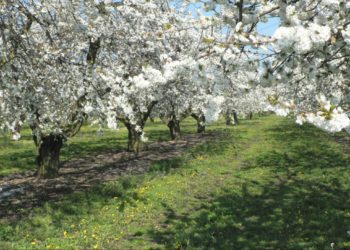 Crédit : Compagnie des amandes. DR