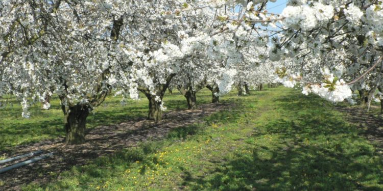 Crédit : Compagnie des amandes. DR
