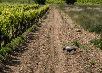 La viticulture provençale ne perd plus de terrains malgré la pression foncière (2/3)