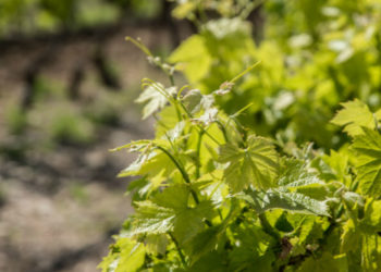 La viticulture provençale ne perd plus de terrains malgré la pression foncière (2/3)