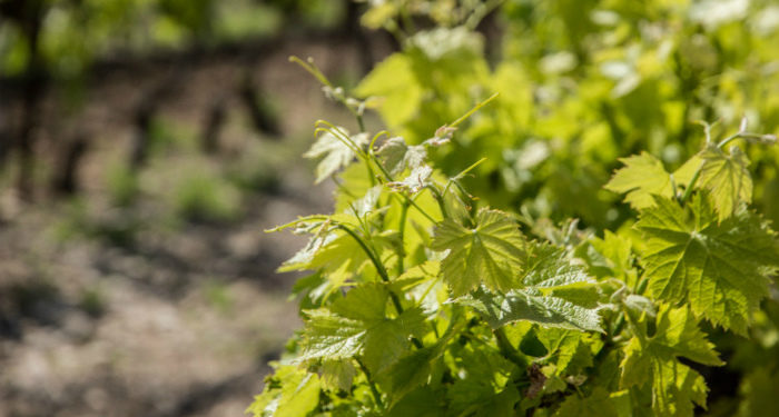 La viticulture provençale ne perd plus de terrains malgré la pression foncière (2/3)