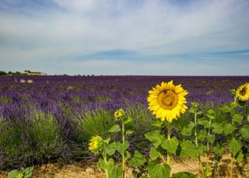 Quel nom pour la Provence ? Un colloque le 21 septembre à Aix
