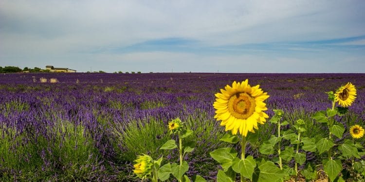 Quel nom pour la Provence ? Un colloque le 21 septembre à Aix
