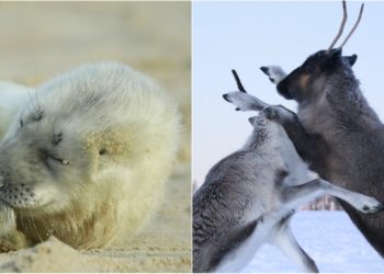 @AmbreGaudet exposition wild