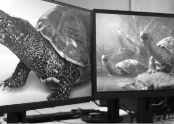 [Animation 3D] Le studio montpelliérain Bloom Pictures a la cote aux USA