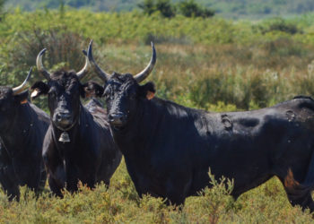 AOP taureaux de Camargue