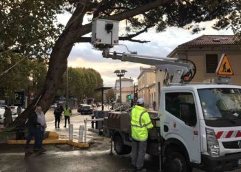 Le pin à l'entrée du parking de la gare