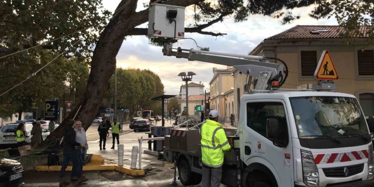 Le pin à l'entrée du parking de la gare