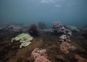 Les fonds sous-marins des calanques exlorés par Nicolas Floc'h (Crédit : Nicolas Floc'h - Fondation Camargo.)