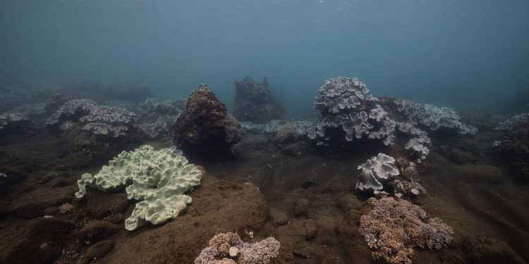 Les fonds sous-marins des calanques exlorés par Nicolas Floc'h (Crédit : Nicolas Floc'h - Fondation Camargo.)
