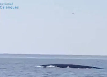 Les agents de la DDTM ont repéré ce 8 avril deux rorquals communs entre Cassis et l'île de Riou (crédit : capture d'écran ULAM13 / Parc National des Calanques)