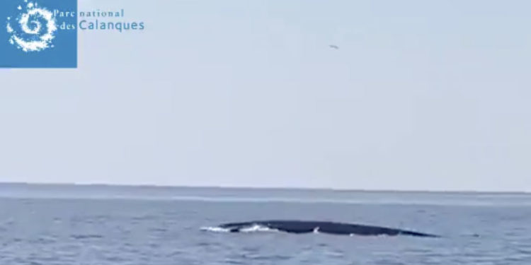 Les agents de la DDTM ont repéré ce 8 avril deux rorquals communs entre Cassis et l'île de Riou (crédit : capture d'écran ULAM13 / Parc National des Calanques)