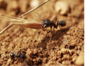Fourmi moissoneuse de la Crau
