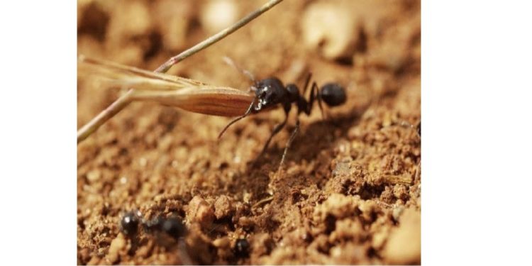 Fourmi moissoneuse de la Crau