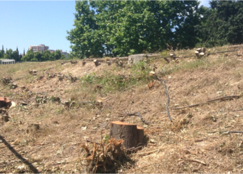 Marseille : des arbres coupés lors de la reprise du chantier de la bretelle Schloesing