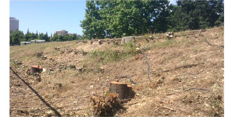 Marseille : des arbres coupés lors de la reprise du chantier de la bretelle Schloesing