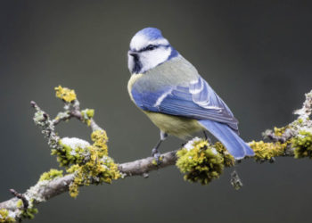 La mésange bleue photographiée dans le cadre de l'opération "Confinés mais aux aguets" (Crédit LPO Paca).