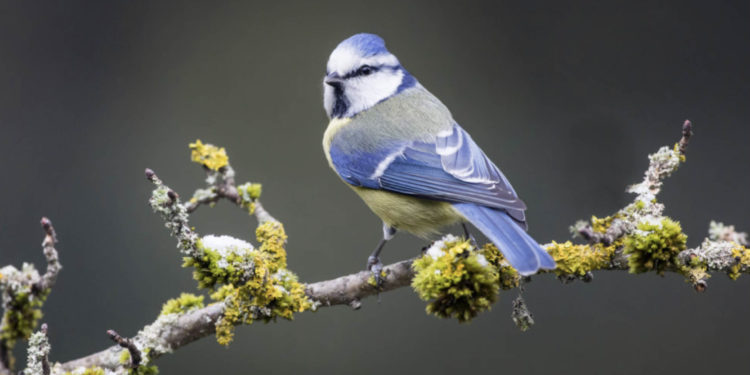 La mésange bleue photographiée dans le cadre de l'opération "Confinés mais aux aguets" (Crédit LPO Paca).
