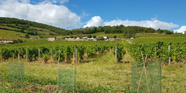 L’agence de l’eau finance les agriculteurs pour protéger la nature