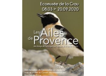 Saint-Martin-de-Crau : une exposition pour planer avec « Les Ailes de Provence »