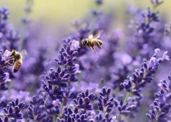 [Biodiversité] Les abeilles menacées par le réchauffement climatique trouvent un peu de répit