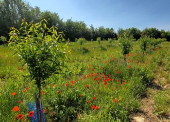 Un verger d'amandiers en culture bio. (Photo Amandera)