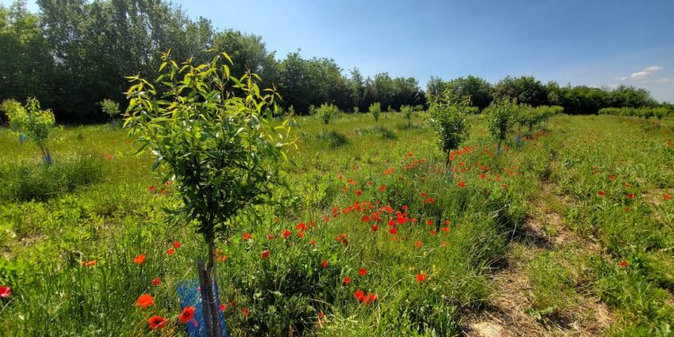 Un verger d'amandiers en culture bio. (Photo Amandera)