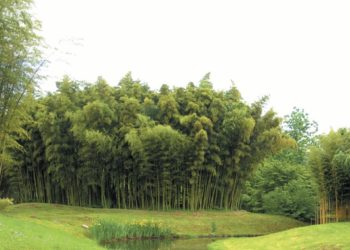Bamboo for life propose aux élus une station d’épuration bio à zéro euro