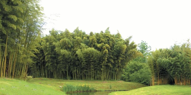 Bamboo for life propose aux élus une station d’épuration bio à zéro euro