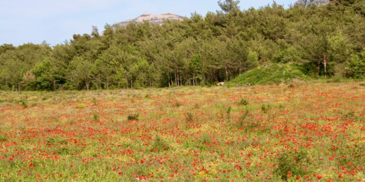 L’Agence de l’eau en appelle à tous pour sauver l’eau et la biodiversité