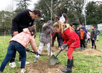 181 arbres ont été plantés à la cité La Marie, dans le 13e arrondissement de Marseille (Photo archives 13 Habitat - DR)
