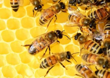 ruche-abeille-apis-universite-marseille