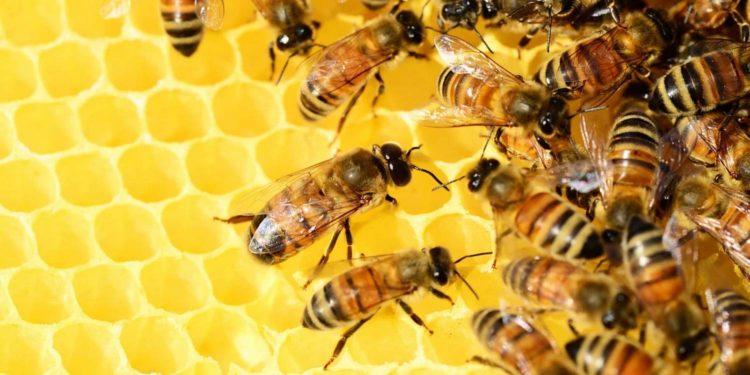 ruche-abeille-apis-universite-marseille