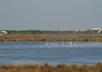 Natur’Act : le tourisme provençal s’engage pour la biodiversité