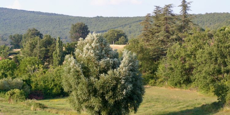 Dans les Alpes de haute Provence (Photo CA)