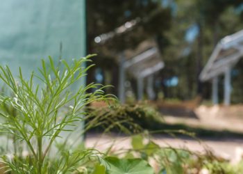 Total Quadran et Ombrea alliés dans six projets « d’agrivoltaïsme »