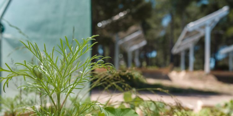 Total Quadran et Ombrea alliés dans six projets « d’agrivoltaïsme »