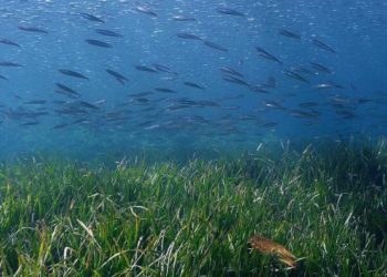 Les algues de posidonies couvrent 200 000 hectares dans le Parc national des Calanques - credit f.Launette pour le Pn Calanques