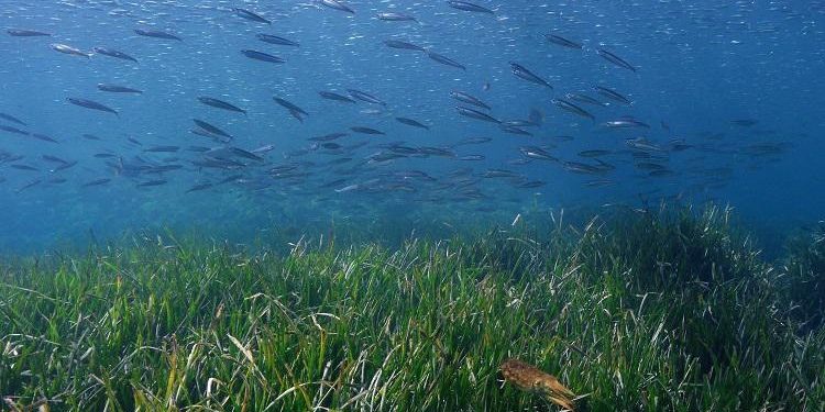 Les algues de posidonies couvrent 200 000 hectares dans le Parc national des Calanques - credit f.Launette pour le Pn Calanques