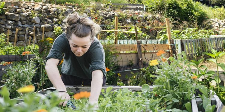 La Métropole et ses partenaires misent sur l'agriculture urbaine (crédit : Métropole Aix-Marseille Provence)