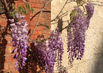 [Expertise] Audrey Michel (Arbe) : Comment préserver et réintroduire la biodiversité en ville ? (2)