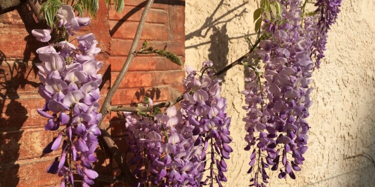 [Expertise] Audrey Michel (Arbe) : Comment préserver et réintroduire la biodiversité en ville ? (2)