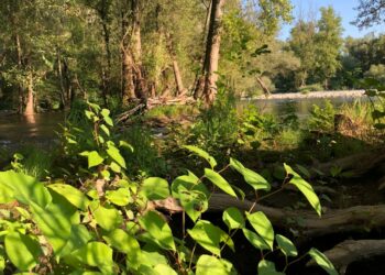 Les rivières, enjeux de biodiversité et de climat (Crédit Gomet'/JFE)