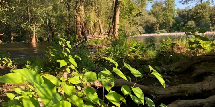 Les rivières, enjeux de biodiversité et de climat (Crédit Gomet'/JFE)