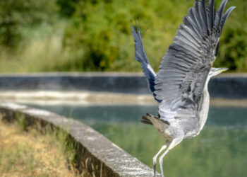 Les eaux de Marseille s'apprête à lancer un nouvelle stratégie en faveur de la biodiversité en 2022 (Crédit SEM)